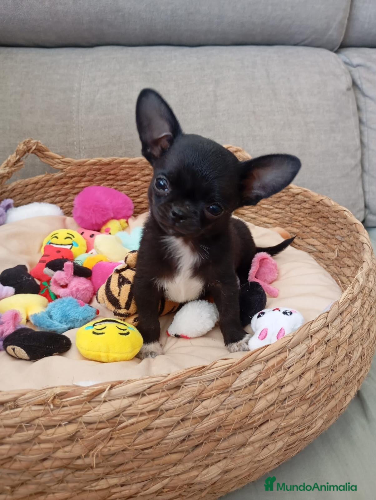 Chihuahua perros Chihuahua  - Anuncio 1
