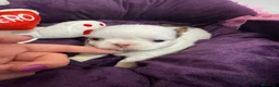 Chihuahua perros en venta: Chihuahua pelo largo línea rusa - Anuncio 2