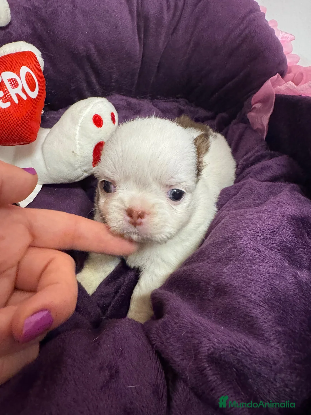 Chihuahua perros en venta: Chihuahua pelo largo línea rusa - Anuncio 2