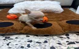 Ratón de Praga perros en venta: Ratón de praga  - Imagen 15