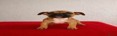 Staffordshire Bull Terrier 3