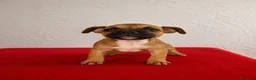 Staffordshire Bull Terrier perros en venta: Staffordshire Bull Terrier   - Anuncio 10