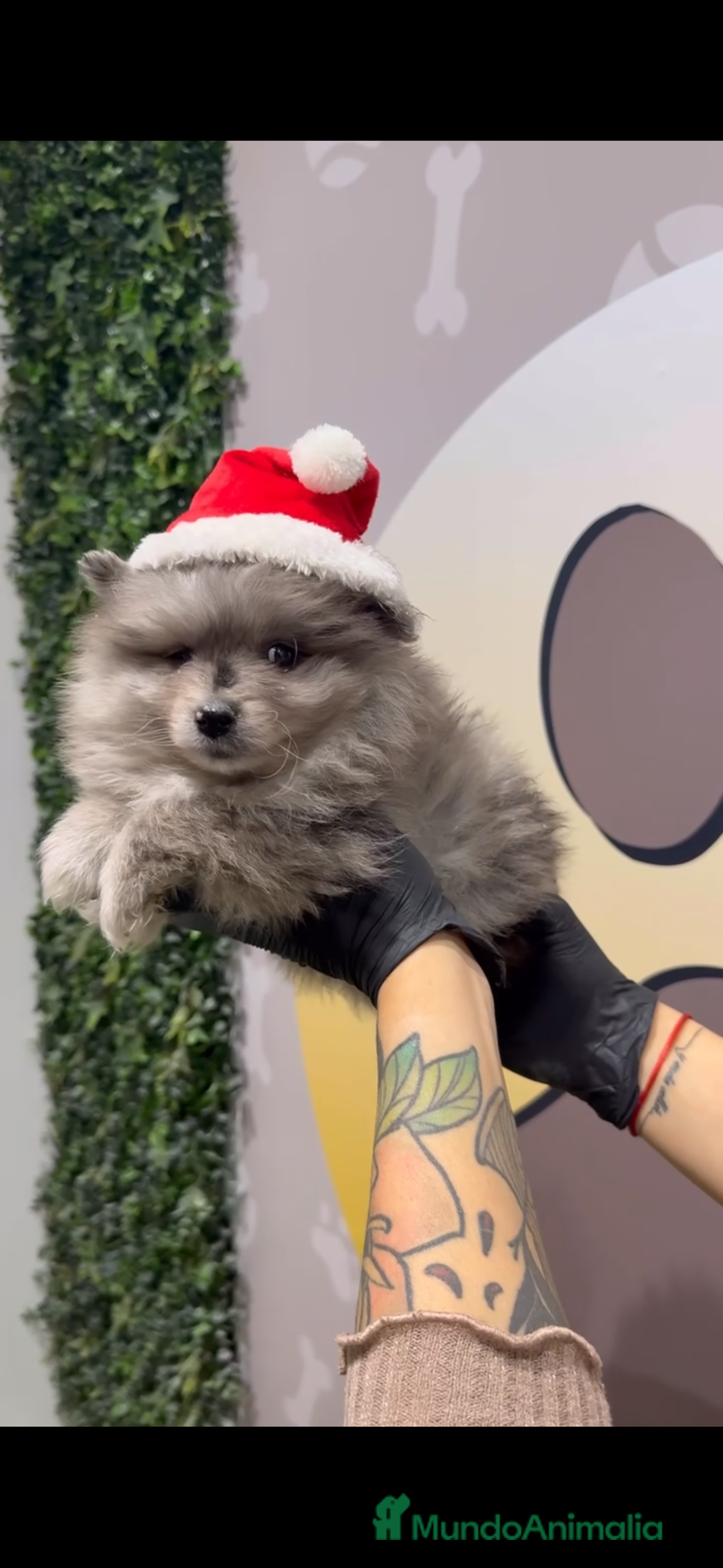 Pomerania perros en venta: Disponibles 3 cachorros pomerania merle - Anuncio 3