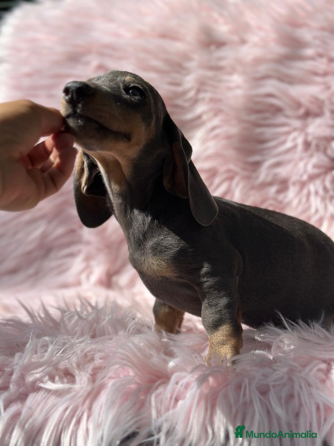 Teckel Miniatura perros en venta: Teckel Blue  - Imagen 2