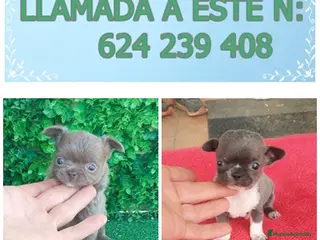 Chihuahua perros IMPRESIONANTE CHIHUAHUA LINEA TOY - Anuncio 1