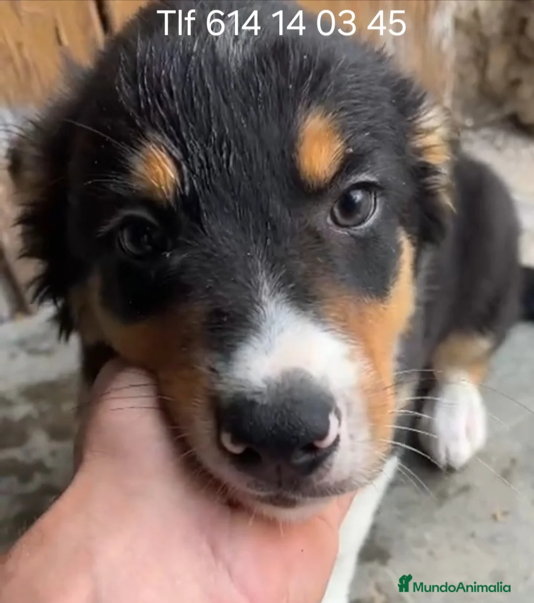 Border Collie perros en venta: Excelente cachorro border collie  - Anuncio 2
