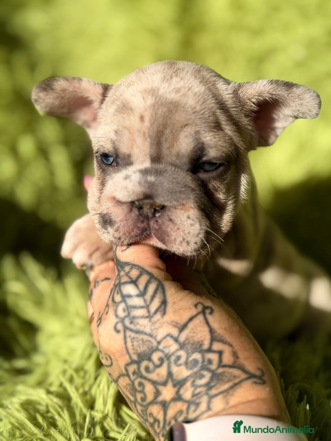 Bulldog Francés perros en venta: BULLDOG FRANCÉS BIG ROPE - Anuncio 4