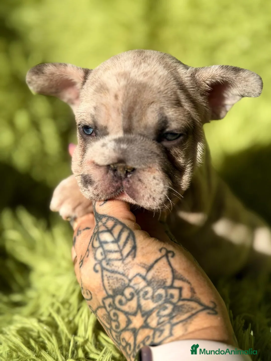 Bulldog Francés perros en venta: BULLDOG FRANCÉS BIG ROPE - Anuncio 4