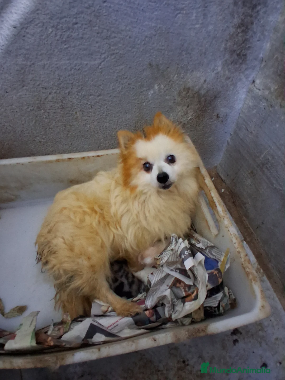 Pomerania perros en venta: Pomeranea  - Anuncio 1