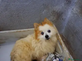 Pomerania perros Pomeranea - Anuncio 1