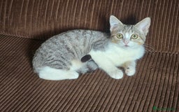 Británico de Pelo Corto gatos en adopcion: Gatcot.com - Imagen 4