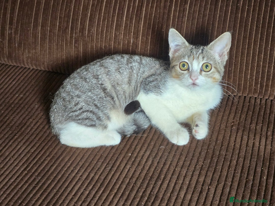 Británico de Pelo Corto gatos en adopcion: Gatcot.com - Imagen 4