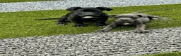Cane Corso perros en venta: Cane corso  - Anuncio 2