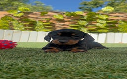 Teckel Miniatura perros en venta: TECKEL MINIATURA  - Imagen 22