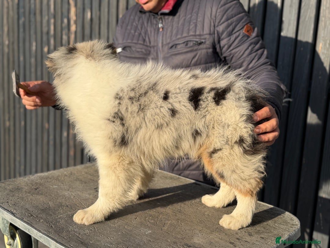 Pastor Australiano perros en venta: Pastor Aistraliano  - Anuncio 4