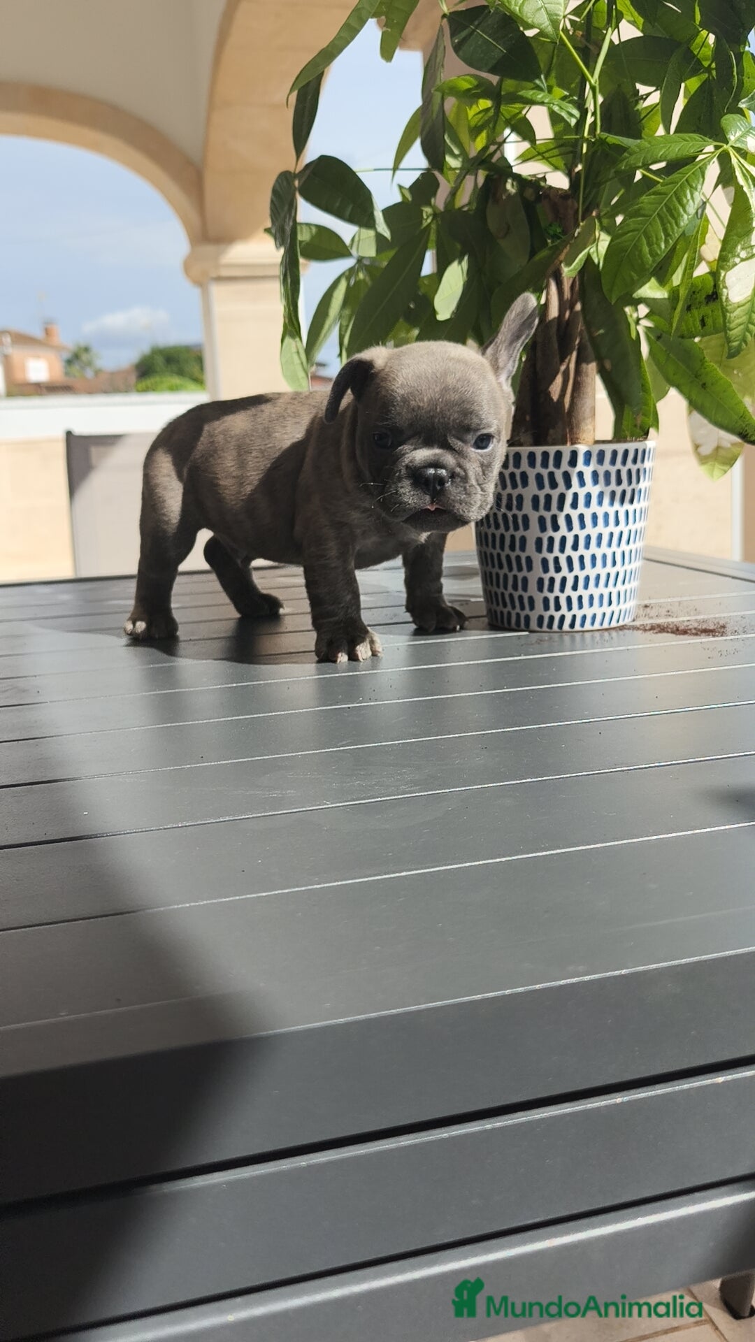 Bulldog Francés perros en venta: Bulldog Francés espectaculares - Imagen 2