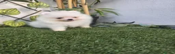 Pomerania perros en venta: LULU DE POMERANIA - Anuncio 1