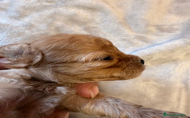 Shihpoo perros - Anuncio 1