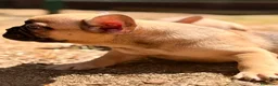 Bulldog Francés perros en venta: BULLDOG FRANCÉS FAWN DISPONIBLES - Anuncio 12