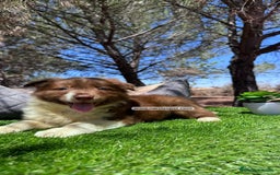 Border Collie perros en venta: BORDER COLLIE CHOCOLATE DISPONIBLES - Imagen 4