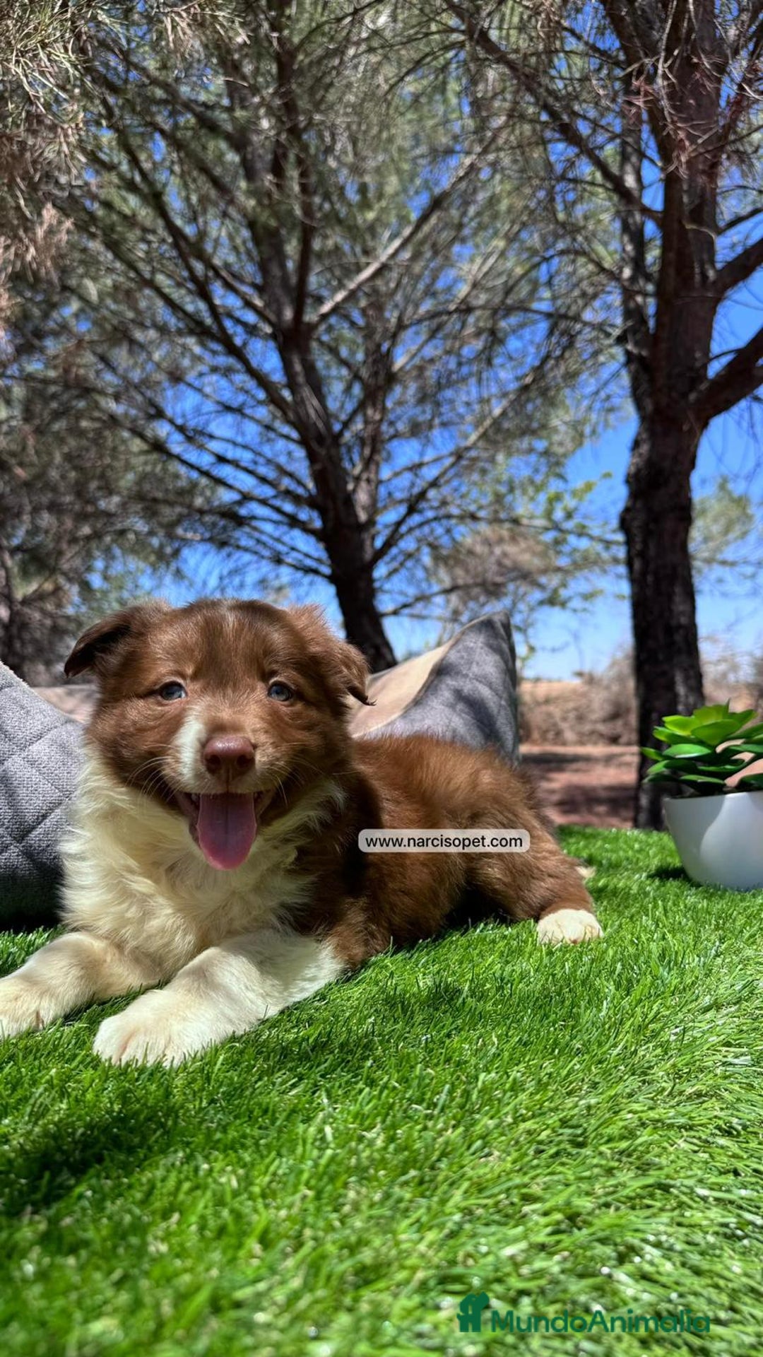 Border Collie perros en venta: BORDER COLLIE CHOCOLATE DISPONIBLES - Imagen 4
