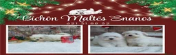 Bichón Maltés perros en venta: PRECIOSOS BICHON MALTES  LINEA TOY  - Anuncio 4