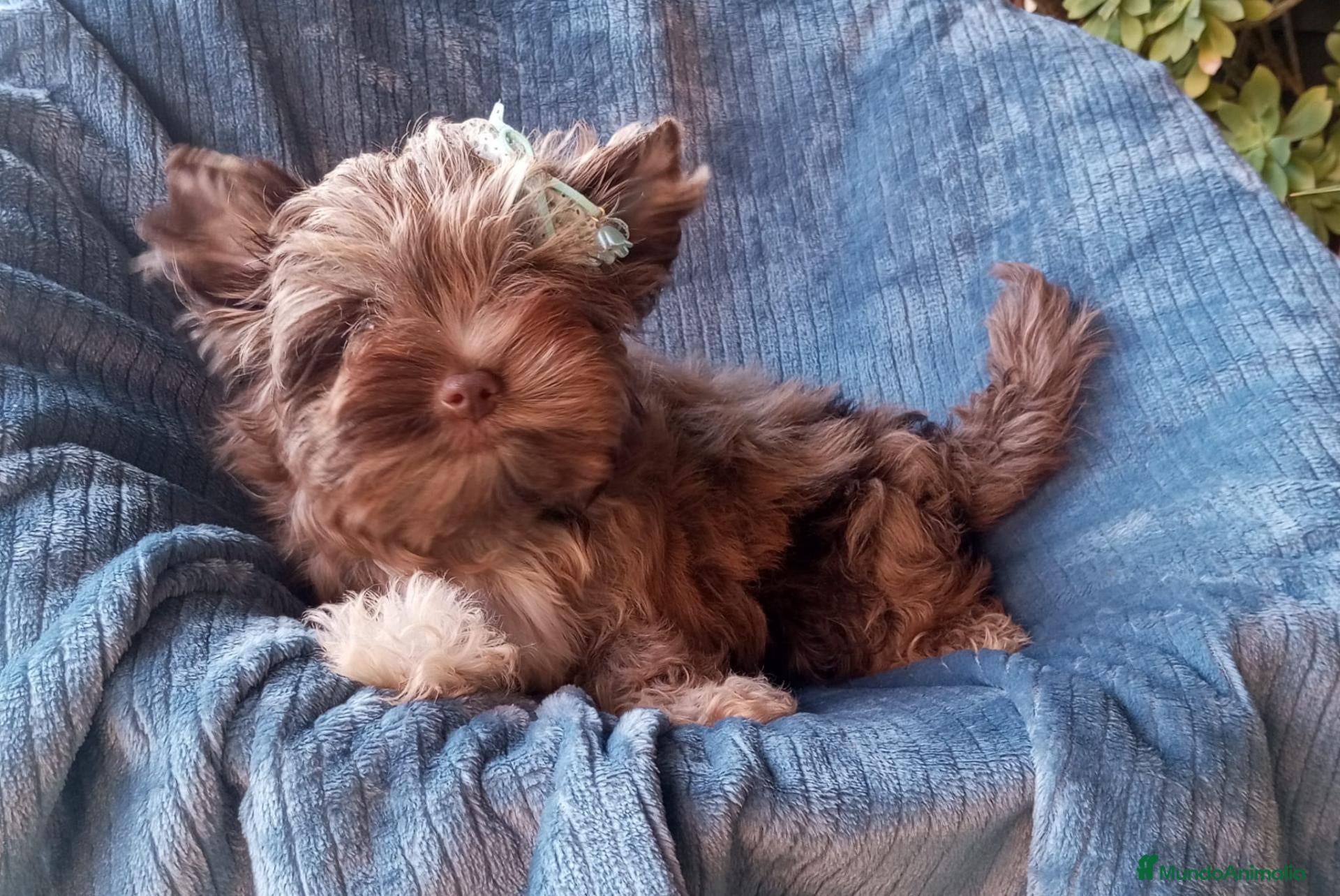 Biewer Yorkshire Terrier a la Pom Pon perros Cachorros Yorkshire chocolate - Anuncio 1