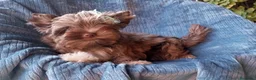 Biewer Yorkshire Terrier a la Pom Pon perros en venta: Cachorros Yorkshire chocolate - Anuncio 1