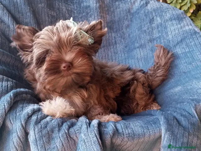 Biewer Yorkshire Terrier a la Pom Pon perros en venta: Cachorros Yorkshire chocolate - Anuncio 1
