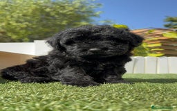 Perro de Agua Español perros en venta: PERRO DE AGUA ESPAÑOL MACHO - Imagen 19