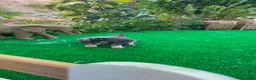Chihuahua perros en venta: Chihuahuas Toy Machos Blues cabeza de manzana - Anuncio 3