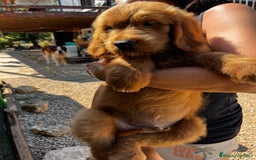 Goldendoodle perros en venta: Goldendoodle f1 - Imagen 1