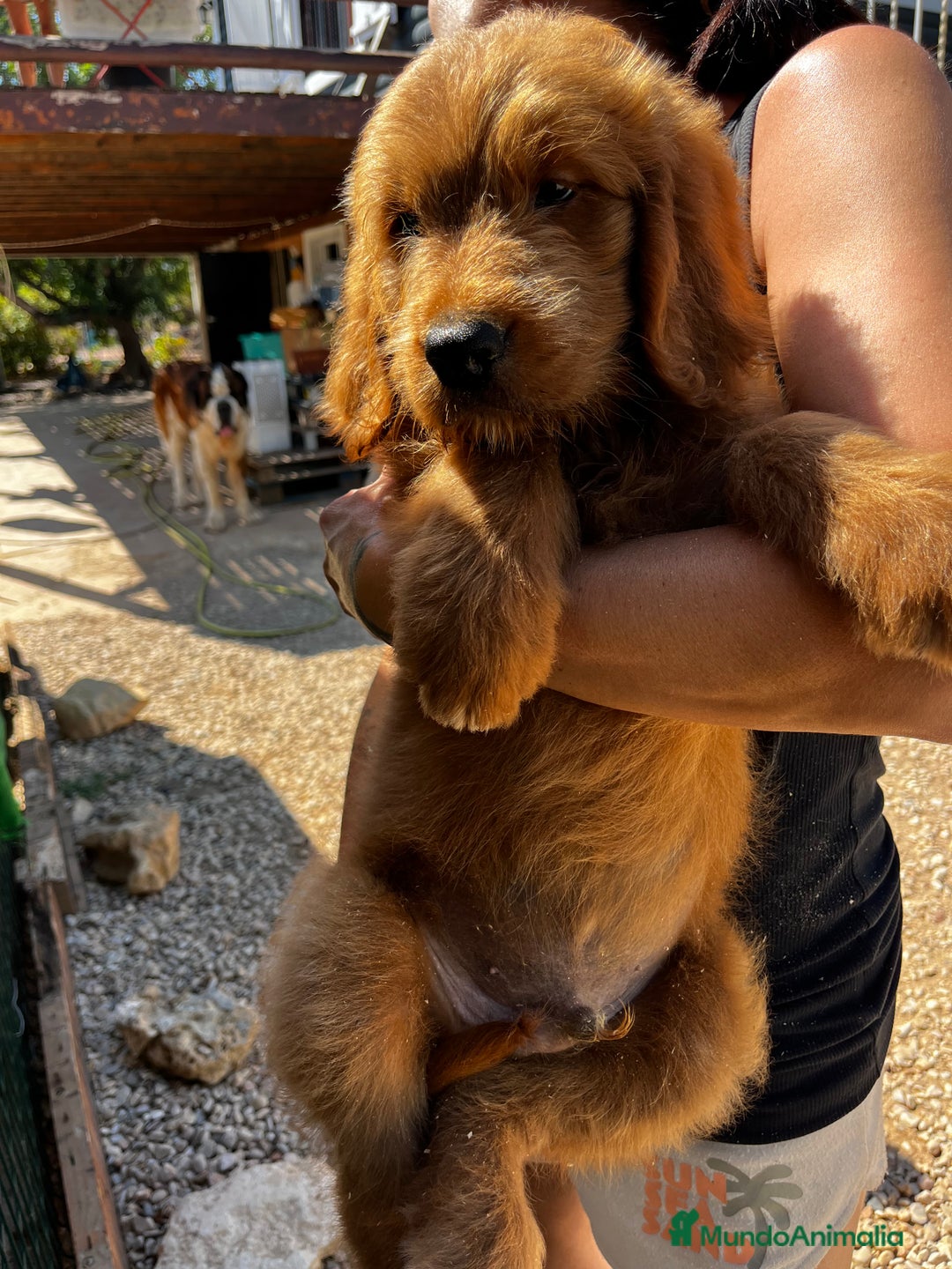 Goldendoodle perros en venta: Goldendoodle f1 - Imagen 1
