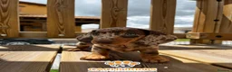 Teckel perros en venta: Teckel Arlequin  - Anuncio 1