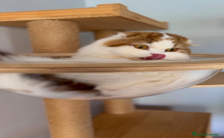 Scottish Fold gatos - Propaganda 2