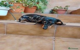 Teckel perros en venta: Cachorro teckel arlequín plata  - Imagen 4