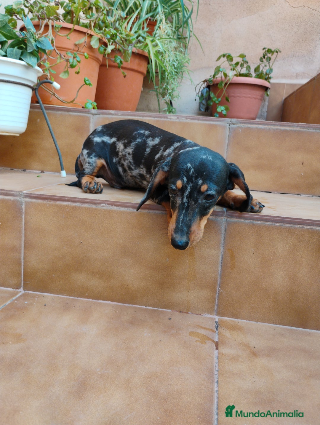 Teckel perros en venta: Cachorro teckel arlequín plata  - Imagen 4