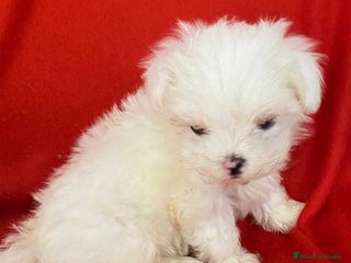 Bichón Habanero perros en Barcelona - Anuncio 22