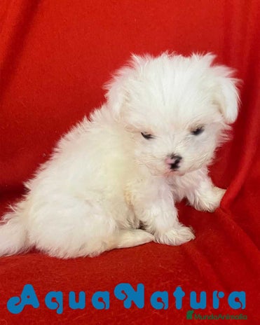 Bichón Habanero perros en Barcelona - Anuncio 12