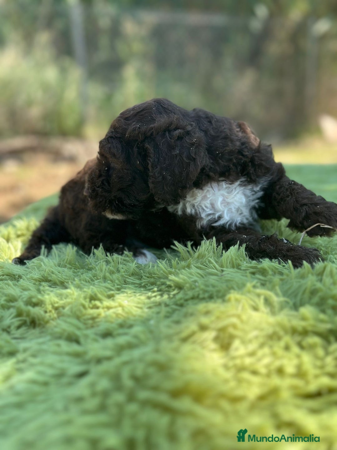 Perro de Agua Español perros en venta: Perro de agua chocolate - Imagen 5