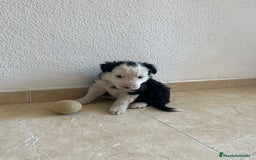 Border Collie perros en venta: BORDER COLLIE - Imagen 2