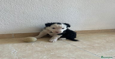 Border Collie perros - Anuncio 13