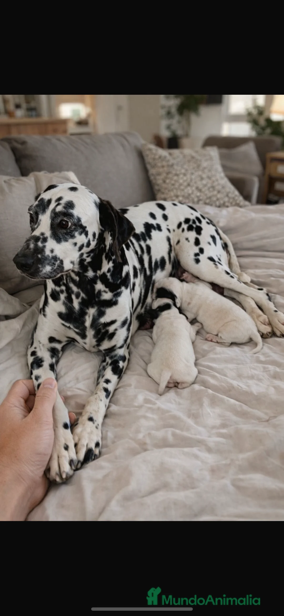 Dálmata perros en venta: Precioso machito DALMATA - Anuncio 2