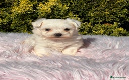 Bichón Maltés perros en venta: Bichon maltes hembra - Imagen 4