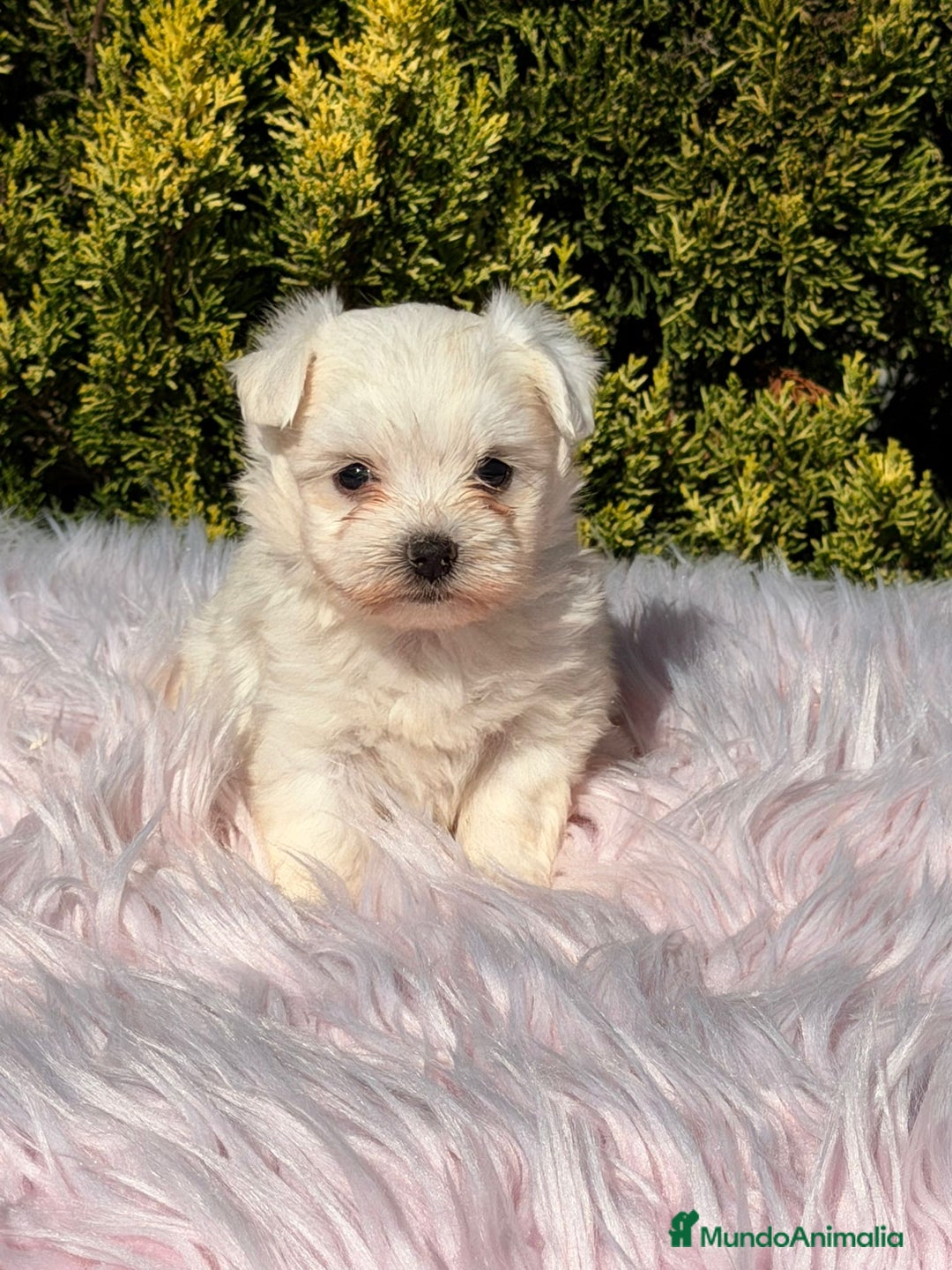 Bichón Maltés perros en venta: Bichon maltes hembra - Imagen 4