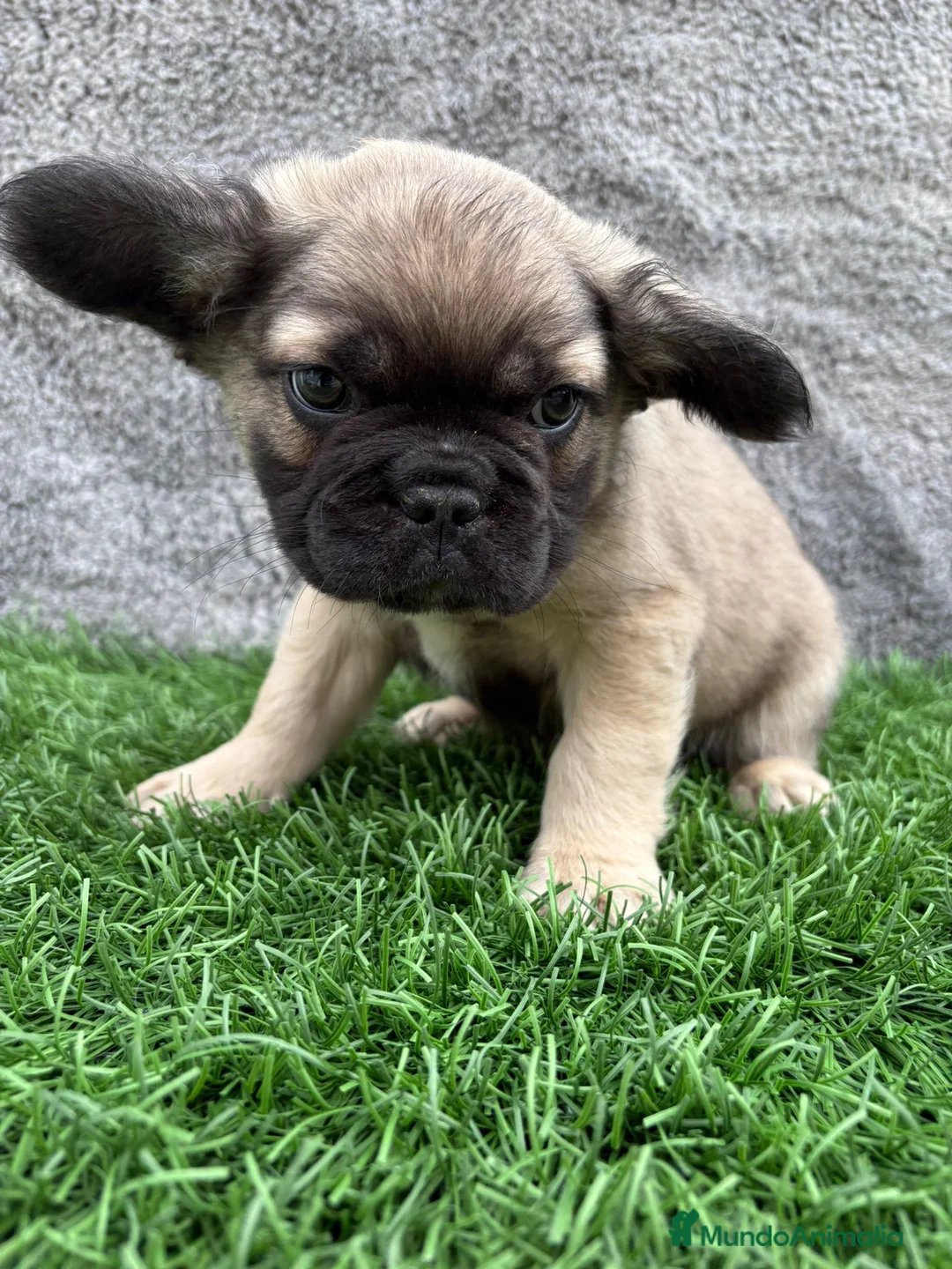 Bulldog Francés perros en venta: Cachorros Bulldog Frances Fluffy macho y hembra - Anuncio 20