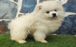 Pomerania perros en venta: POMERANIAS MACHOS BLANCOS - Imagen 5