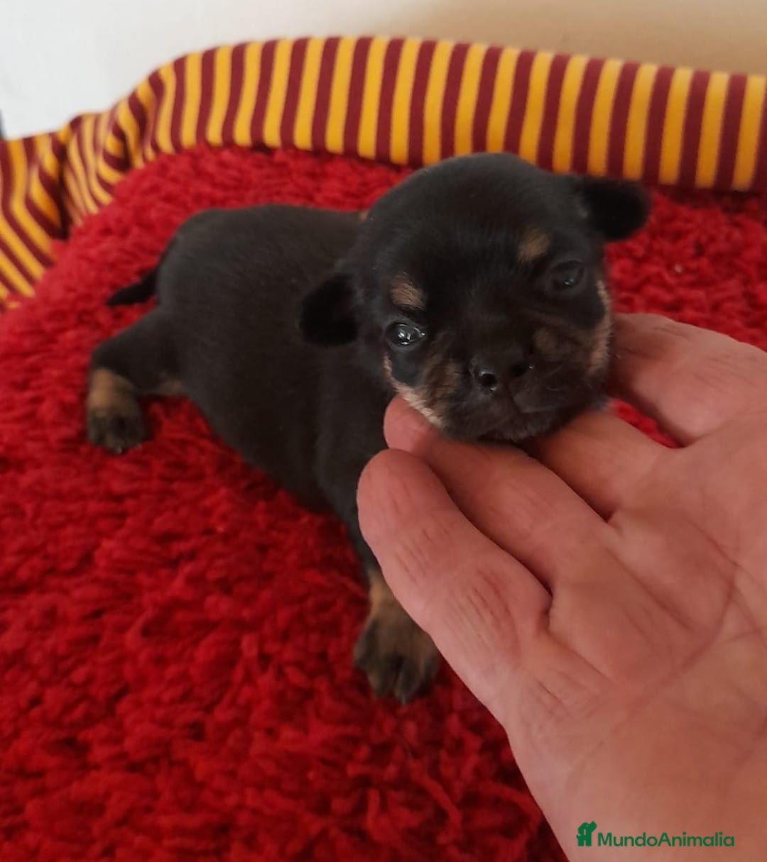 Chihuahua perros en venta: Cachorros chihuahua cabeza de manzana - Imagen 4