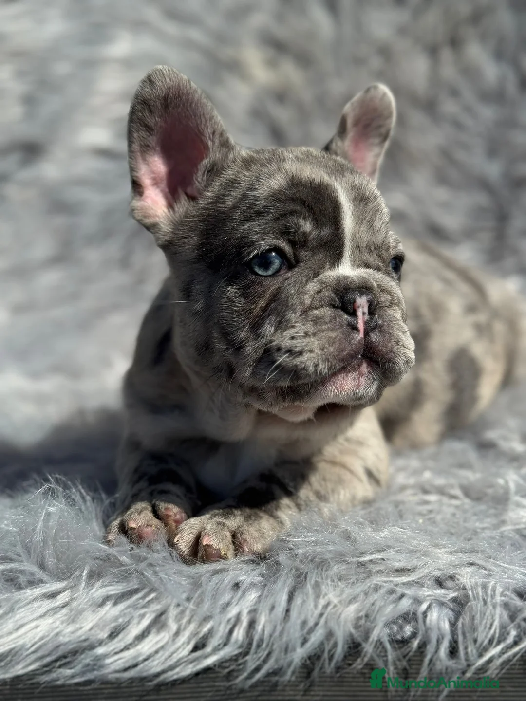 Bulldog Francés perros en venta: Bulldog francés  - Anuncio 5