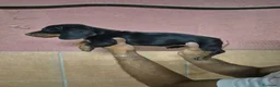 Teckel perros en venta: Teckel arlequín y negro  en Girona - Anuncio 5